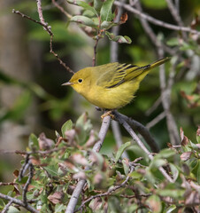 Yellow Warbler Female