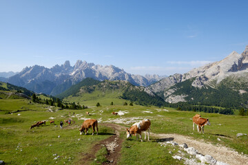 Fototapeta na wymiar Cool cows over the mountain