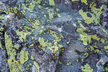 grey rock close-up with green moss texture background