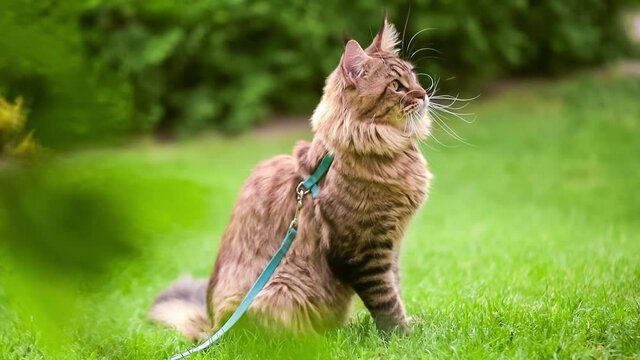 Black tabby Maine Coon cat with leash in backyard. Young cute male cat wearing a harness. Pets walking outdoor adventure on green grass in park.