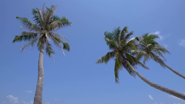 Tropical pristine view with top of coconut palm tree on blue sky background, Maldives travel destination