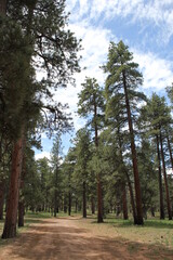Grand Canyon National Park | Forest