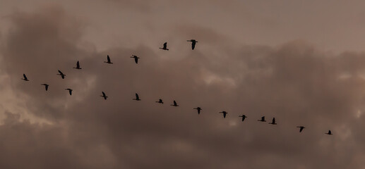 flock of migrating geese