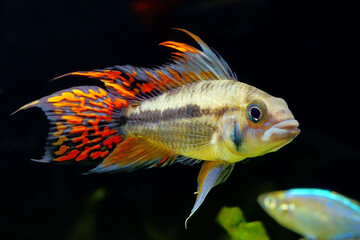 cockatoo dwarf cichlid