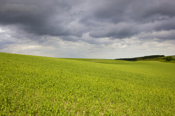 pea field and storm clouds