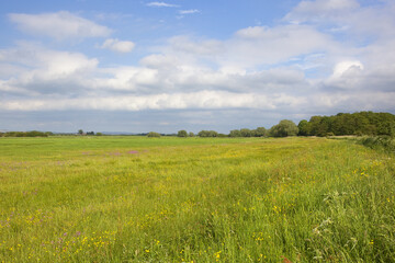 wildflower meadow