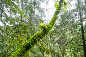 Fototapeta premium Amazing nature in the Canadian woods - wonderful green forest