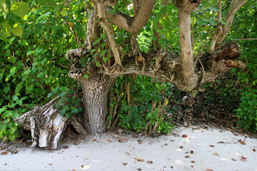 Green plants like palms on Ukulhas, Maldives