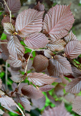Common hazel, form purple (Corylus avellana (L.) H.Karst. f. Purpurea), leaves close up