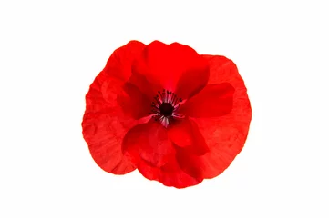 Washable wall murals Poppy Beautiful red poppy isolated