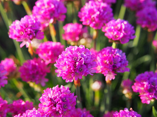 Armeria maritima - Sea thrift in full bloom 