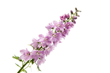 Delphinium isolated