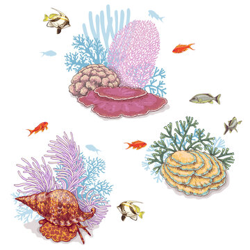 Corals and Swimming Fishes