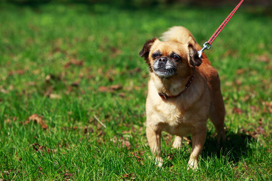 dog Petit Brabancon