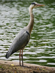 Heron by a lake