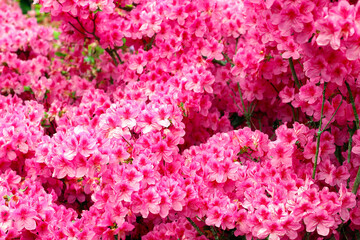 Pink rhododendron in bloom