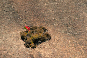 Amaryllis flower on rock mountain