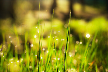 Dew drops on the grass shine in the sun