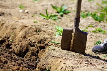 Farmer digging in the kitchen garden with a spade. Preparing soil for planting in spring. Gardening.