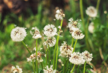 Dandelions with fluffy seeds