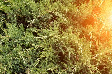 plants, pine, arborvitae, cypress street close-up