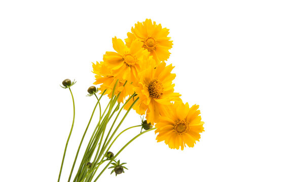 Yellow flower coreopsis isolated