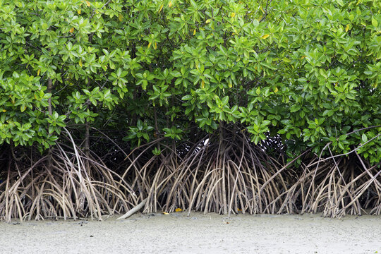 magnificent mangrove