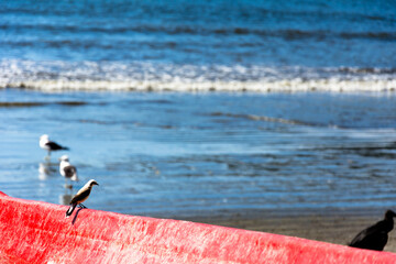 Smal bird lonely stood up