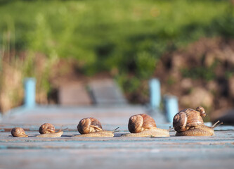 Snails family trip racing in one row