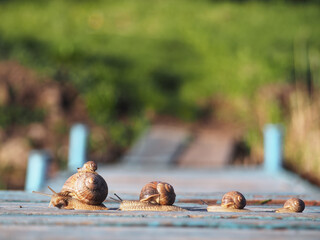 Snails family trip racing