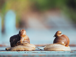 Snails family trip racing fast and furious