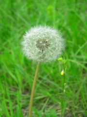 A simple dandelion in the spring