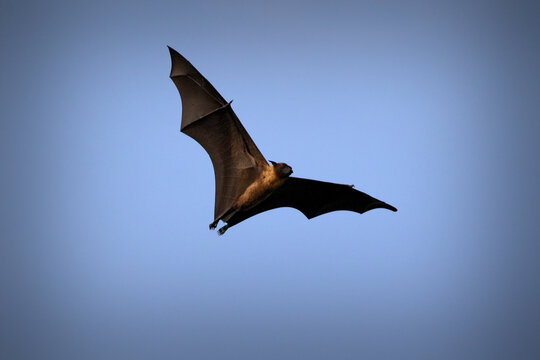Flying fox, huge bat on Ukulhas, Maldives