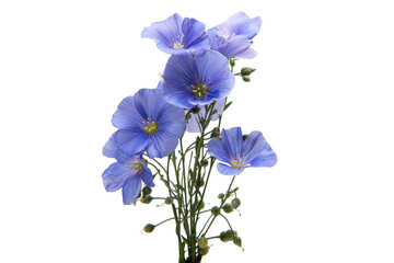 Flax flowers isolated