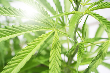 Cannabis Plant Close Up Zoom Burst High Quality 