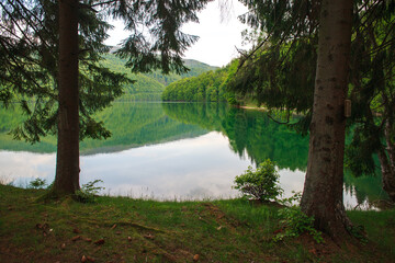 View from the shore through the pine trees to the mountain lake