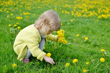Fototapeta premium Cute little girl walking in the park with dandelion flowers