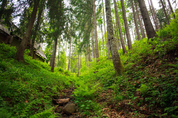Green pine forest, nature background