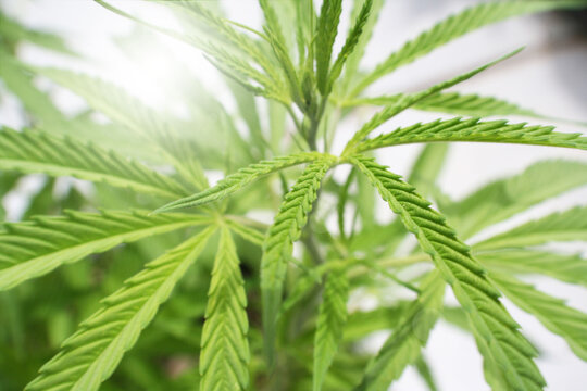 Marijuana Plant Close Up Zoom Burst High Quality 