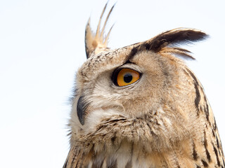 Close up portrait of an eagle owl (Bubo bubo) isolated on white background with a funny expression