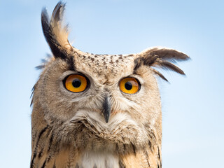Fototapeta premium Close up portrait of an eagle owl (Bubo bubo) agaisnt blue sky with yellow and big eyes