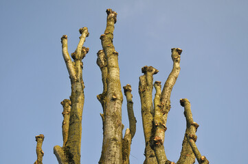 Naklejka premium sommet du bouleaux