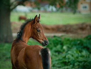 little arabian bay foal portrait with mother body close-up