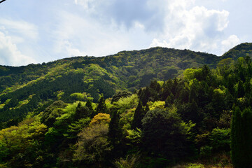 Fototapeta na wymiar 鹿嵐山