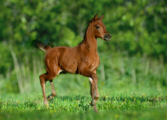 arabian foal running in the field