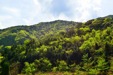 Fototapeta na wymiar 鹿嵐山