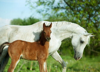 arabian mare and newborn foal portrait