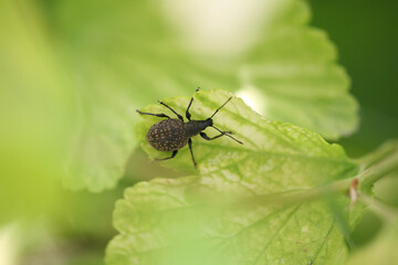 small bug on leaf