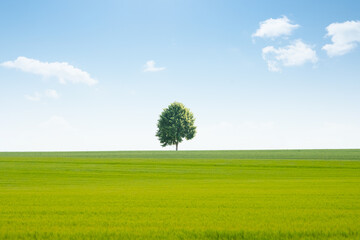 nature campagne champ arbre vert agriculture bl&eacute; printemps ciel bleu culture agricole air respirer d&eacute;stresser d&eacute;tente repos verdure calme horizon