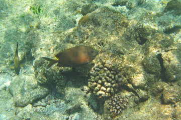 Naklejka na ściany i meble Underwater reef with fishes and corals on Ukulhas, Maldives